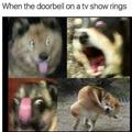 Why doggo