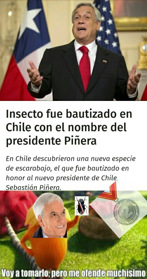 El escarabajo Piñera xd - meme