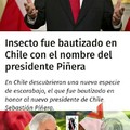 El escarabajo Piñera xd