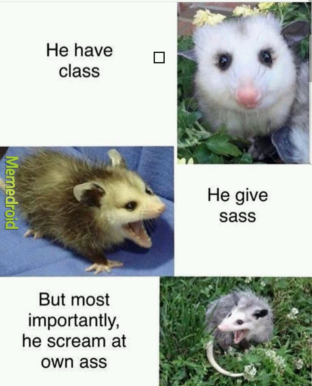 Mr possum - meme