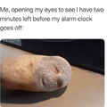 Well rested potato is a happy potato