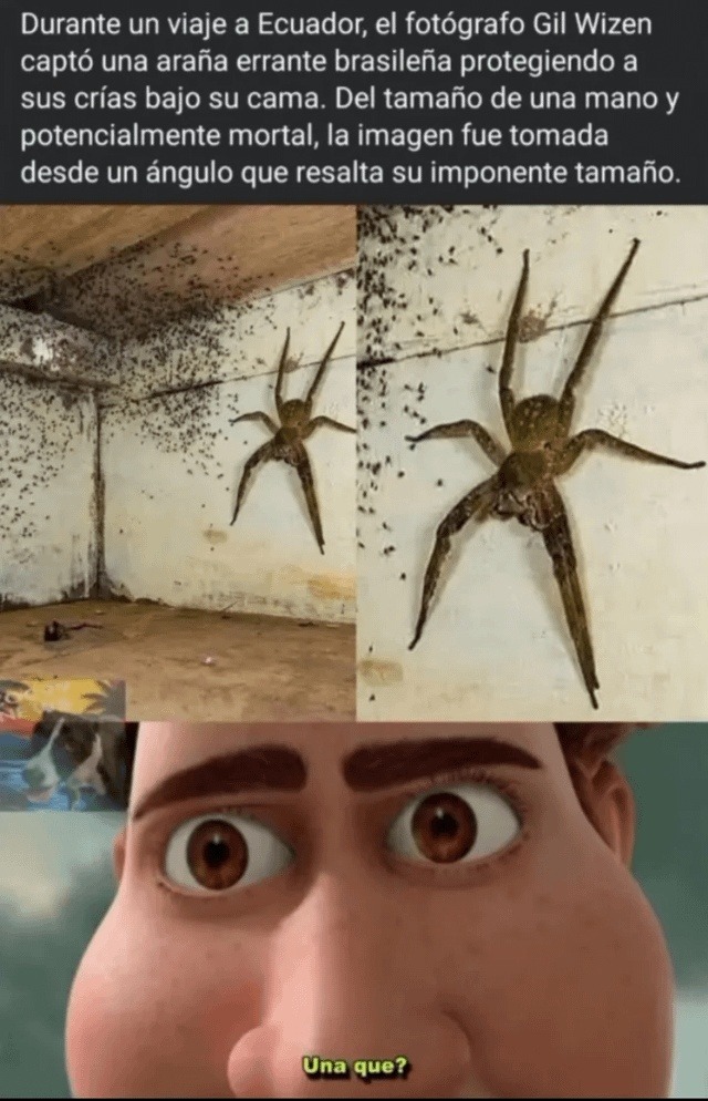 una araña del tamaño de tu miedo debajo de la cama en Ecuador - meme