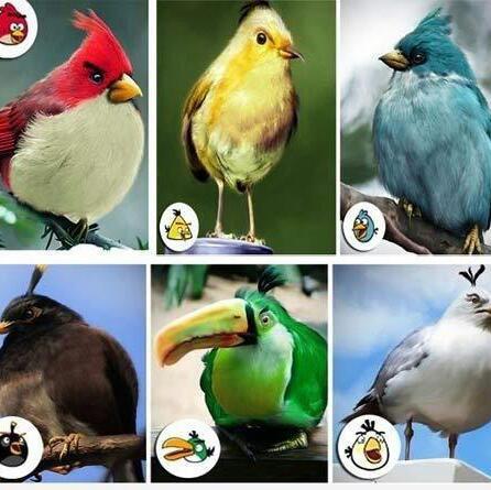 Angry real birds - meme
