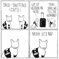 detection cats
