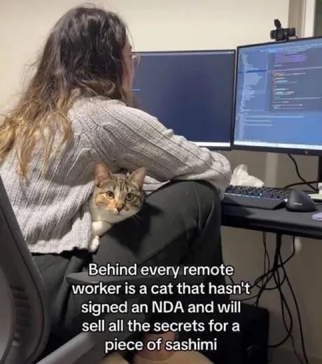 Remote workers be like: this cat knows everything - meme