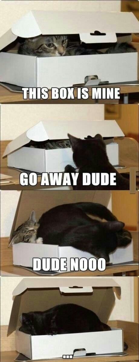 Cats awwww - meme