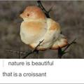 Beautiful croissant
