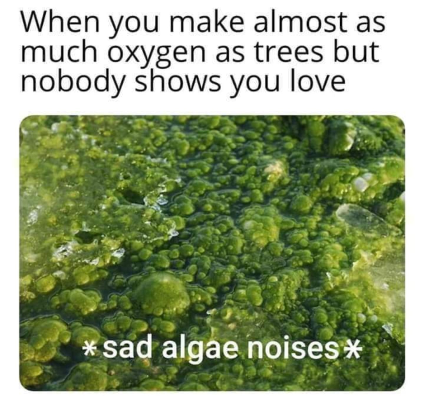 Very sad noises - meme