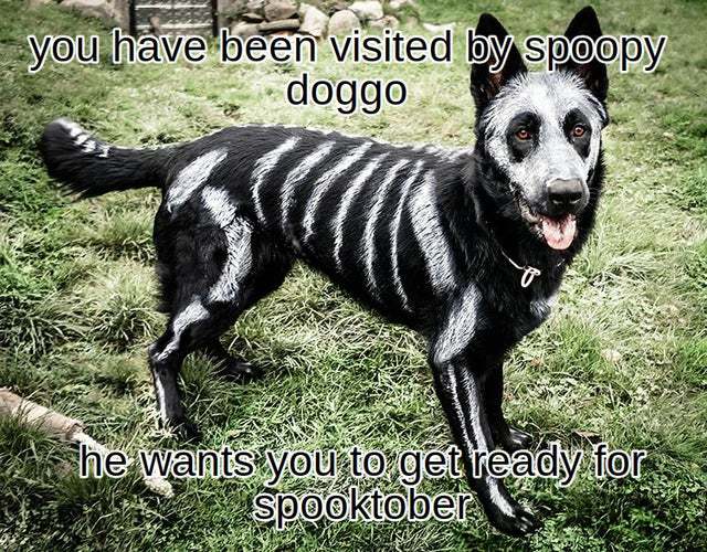 Spoopy doggo - meme