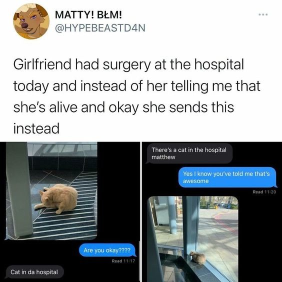cat in da hospital - meme