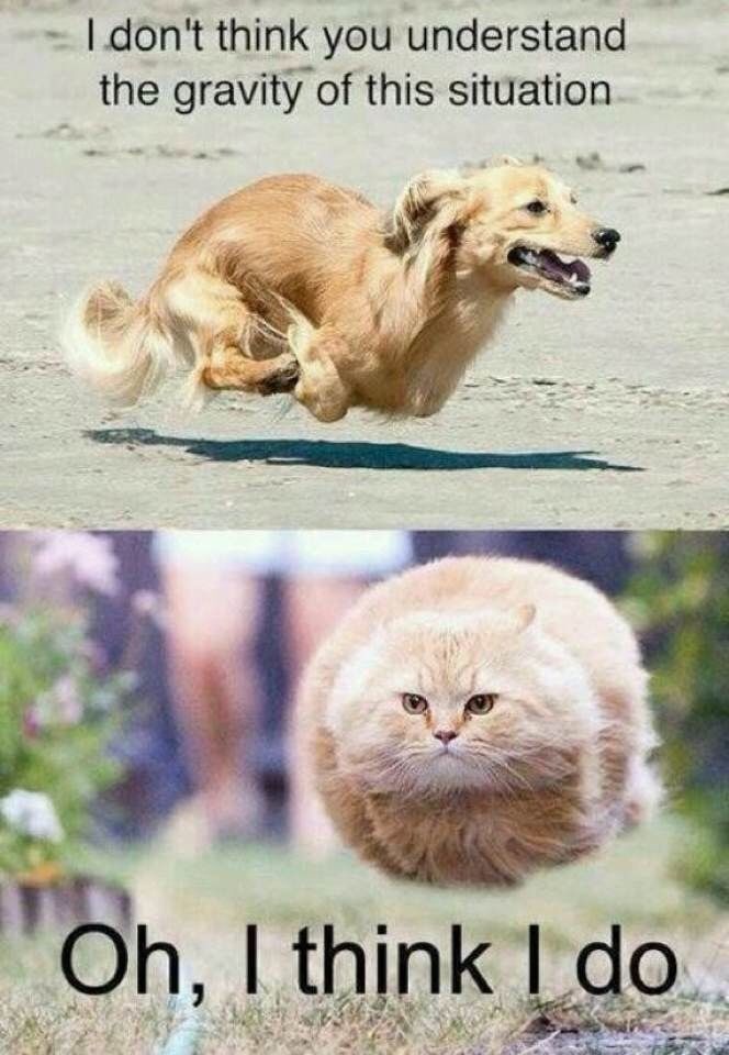 Boing - meme