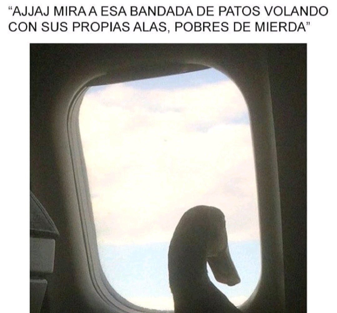 las pibas: - meme