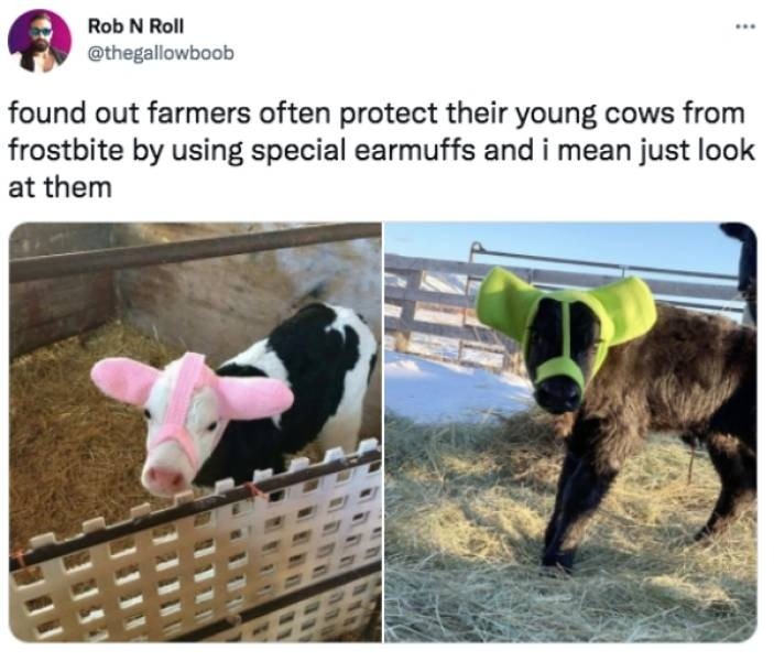 Memes For Cows