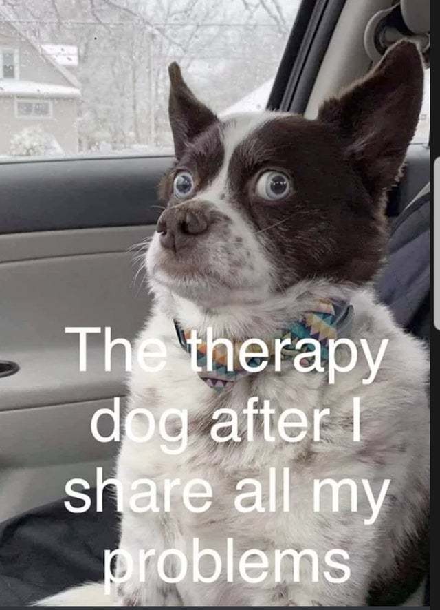 Therapy dog after I share all my problems - meme
