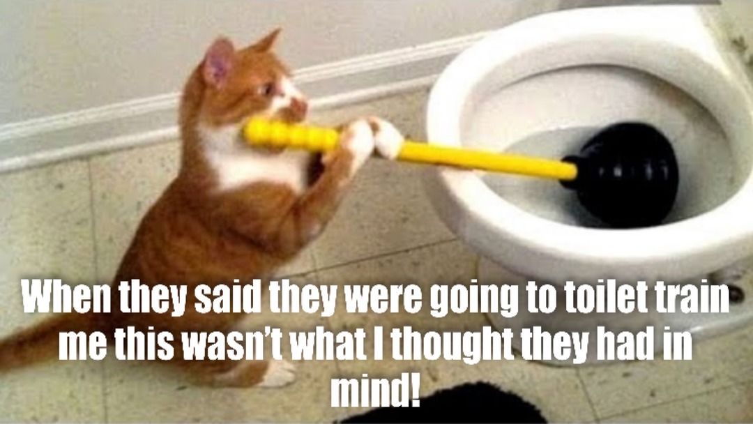 You really can toilet train a cat! - meme