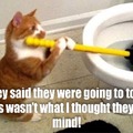 You really can toilet train a cat!