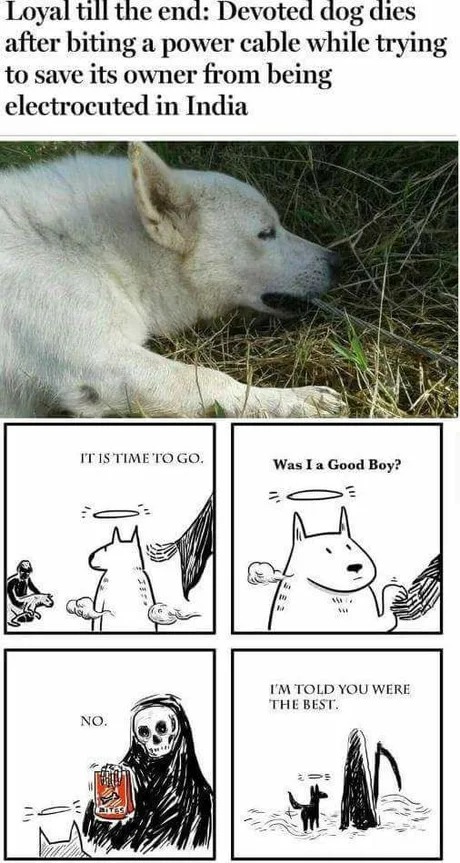 Dogs are the best, you are a hero - meme