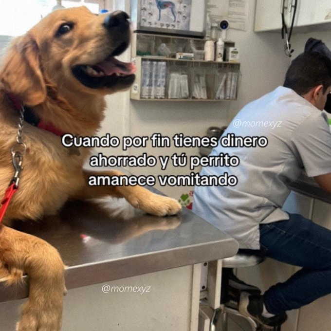 toca veterinario - meme