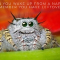 jumping spiders are adorable