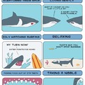 Shark problems