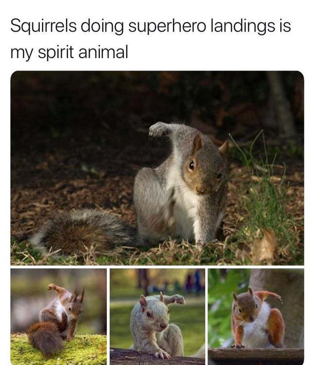 Squirrels doing superhero landings - meme