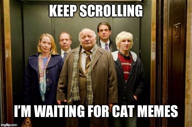 more cats please - meme