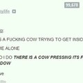 Derp cow