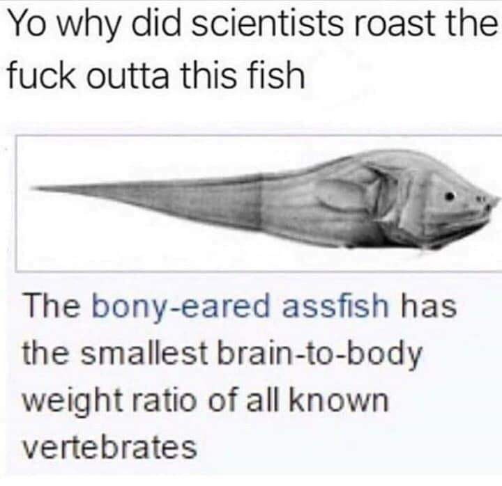 Y'all are boney eared assfish! - meme