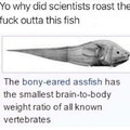 Y'all are boney eared assfish!