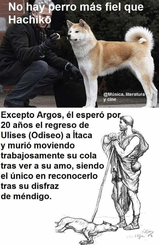 meme de perro sano