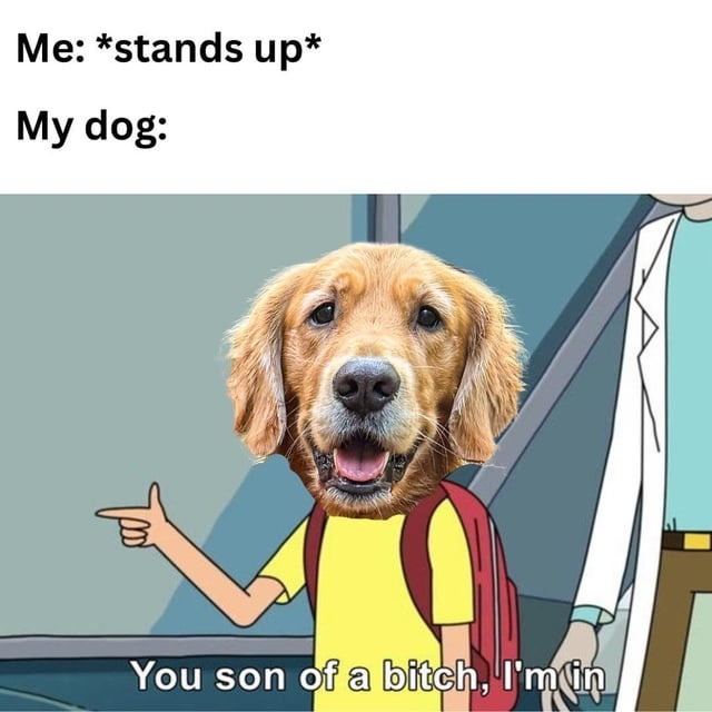 Me: stands up. My dog: betrayal detected - meme