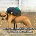 Dank meme del perro cool