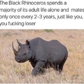 This Rhino must have major blueballs