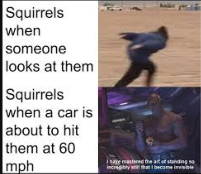 Squirrel Logic - meme