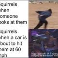 Squirrel Logic