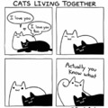 Cats living together