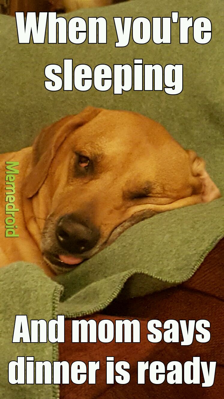 Sleepy dog - meme