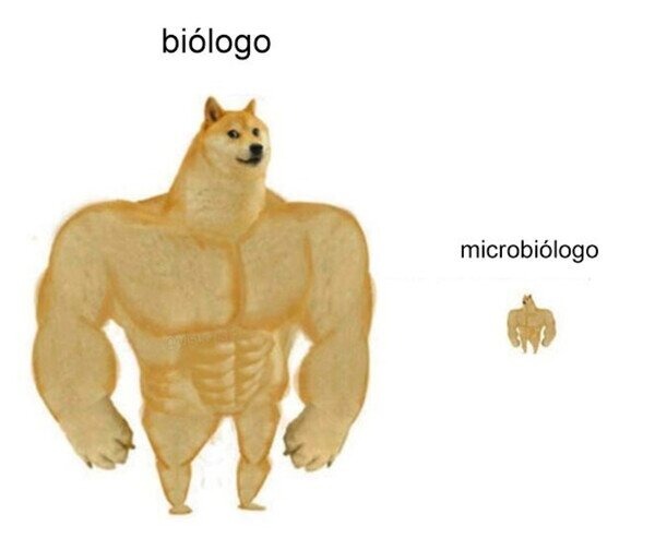 biólogo vs microbiólogo - meme