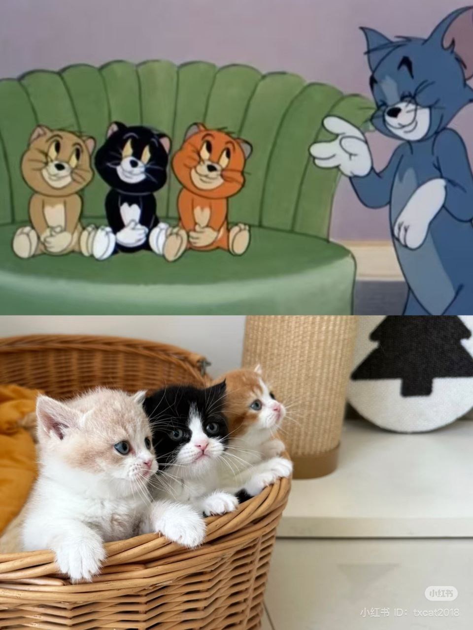 Son reales - meme