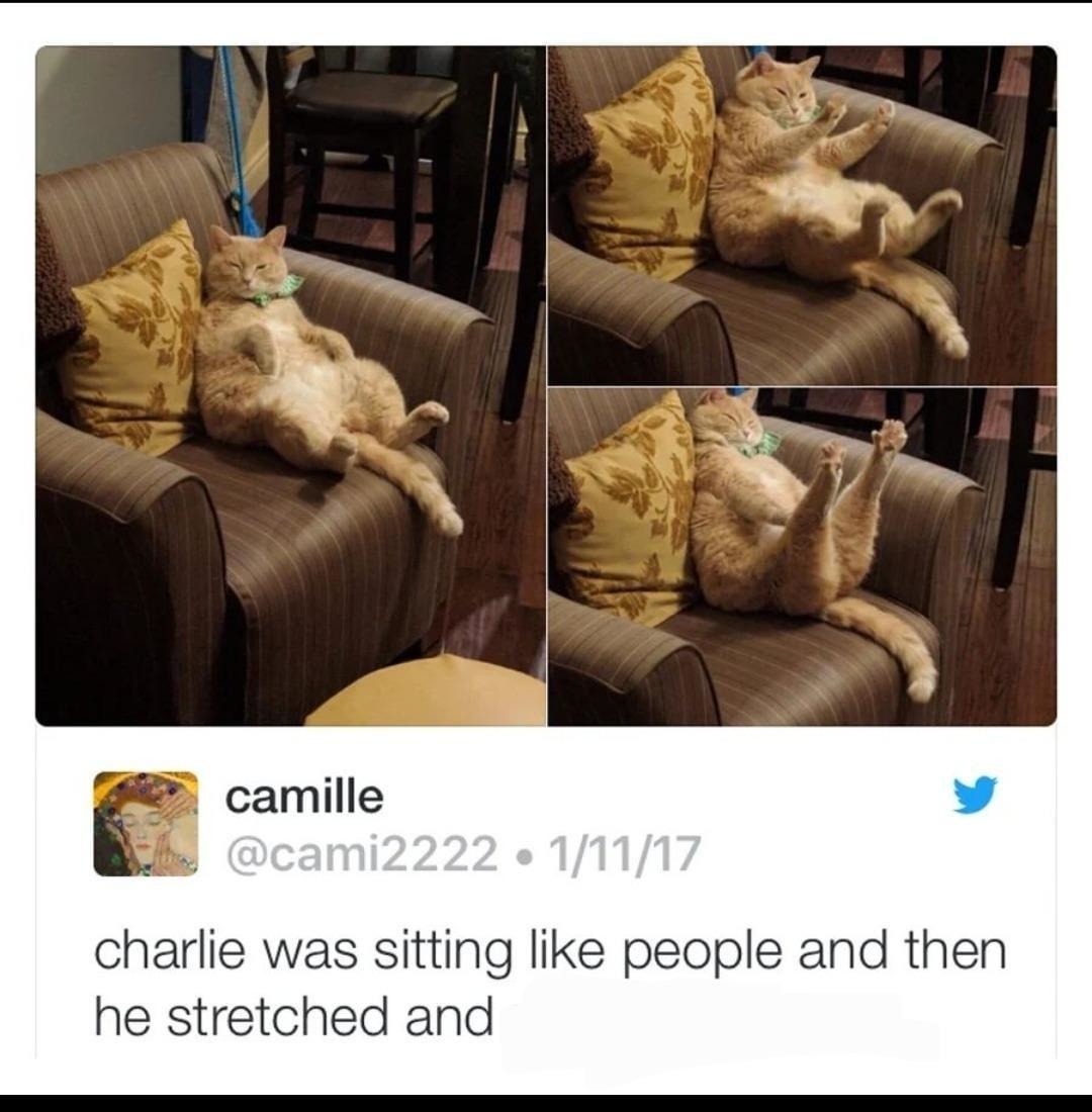 Charlie sat like a person… then stretched like a whole noodle - meme