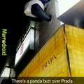 Original Post + Panda Butt.... Please love me... ._.