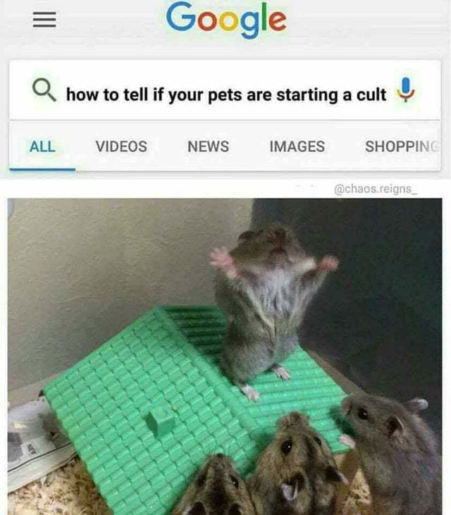 How to tell if your pets are starting a cult - meme