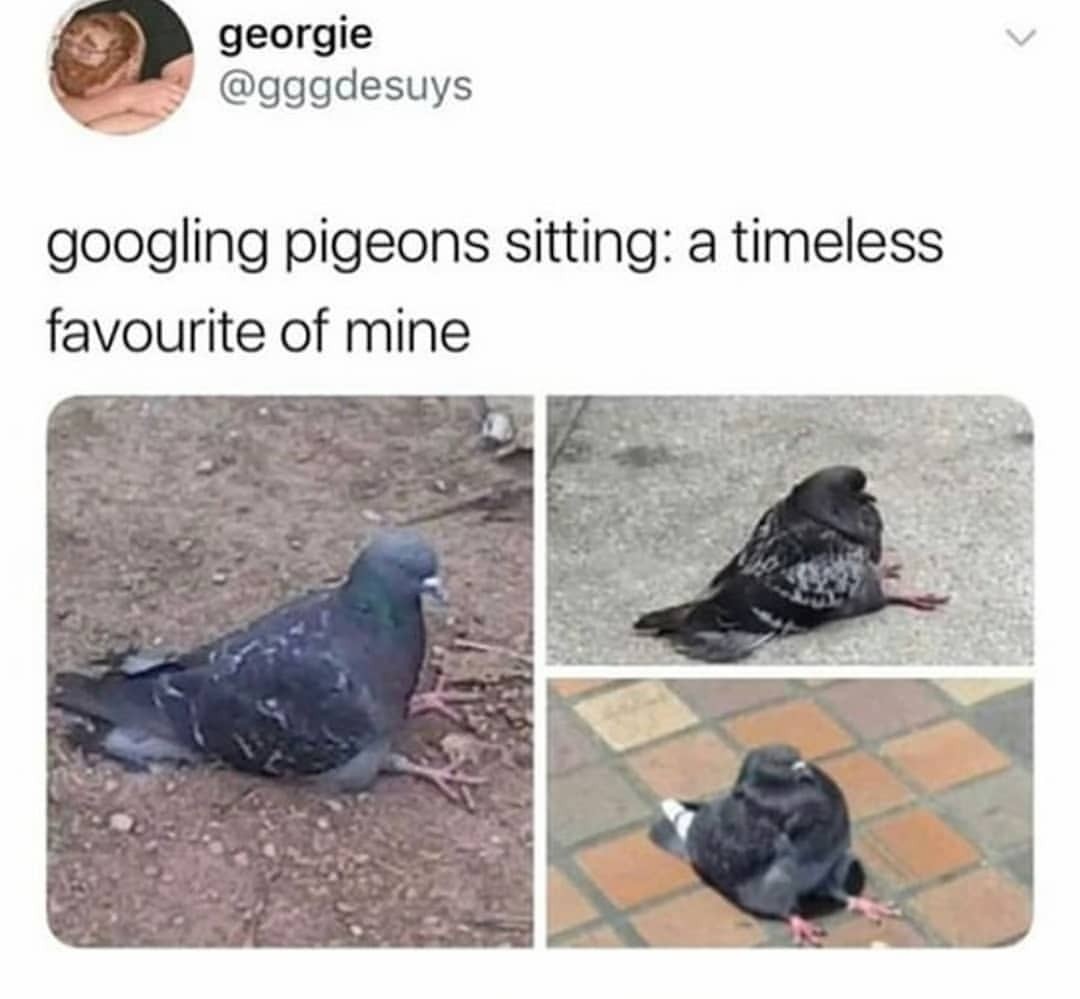 Sitting pigeons - meme
