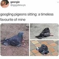 Sitting pigeons