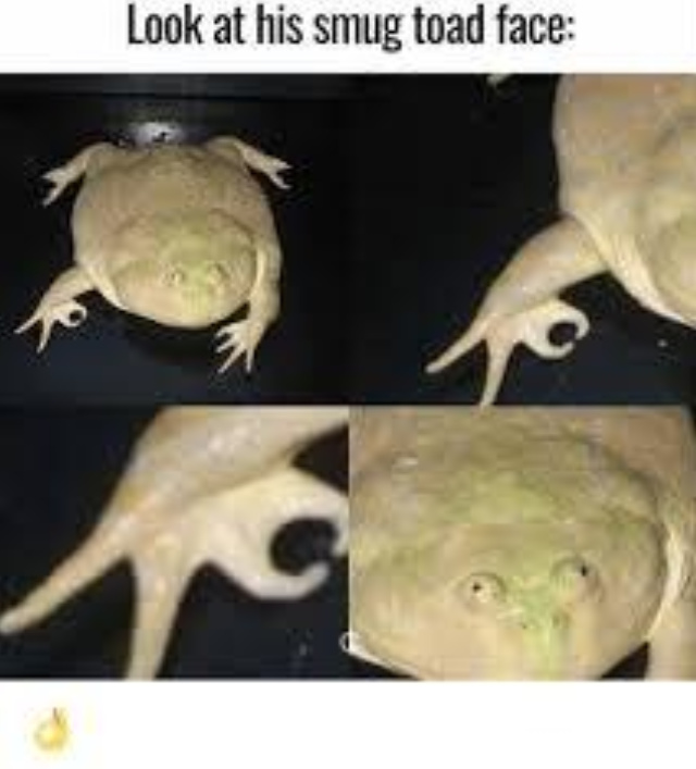 Lit Frog - meme