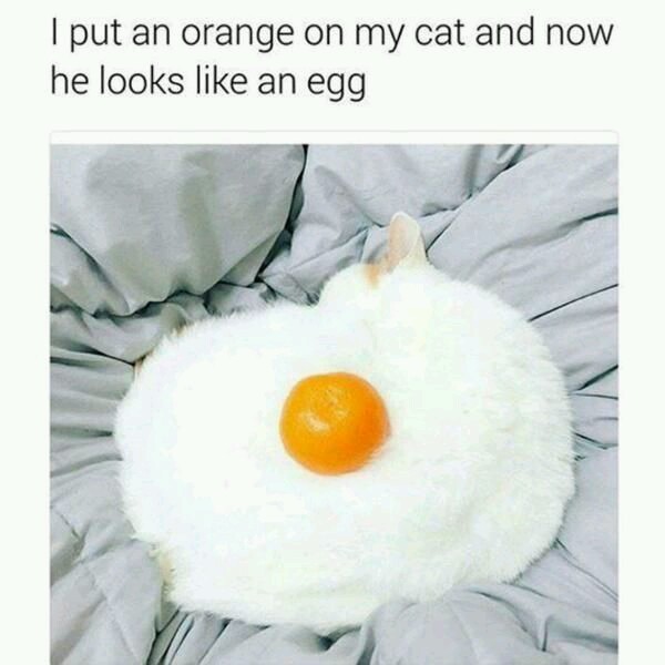 Funny egg cat - meme