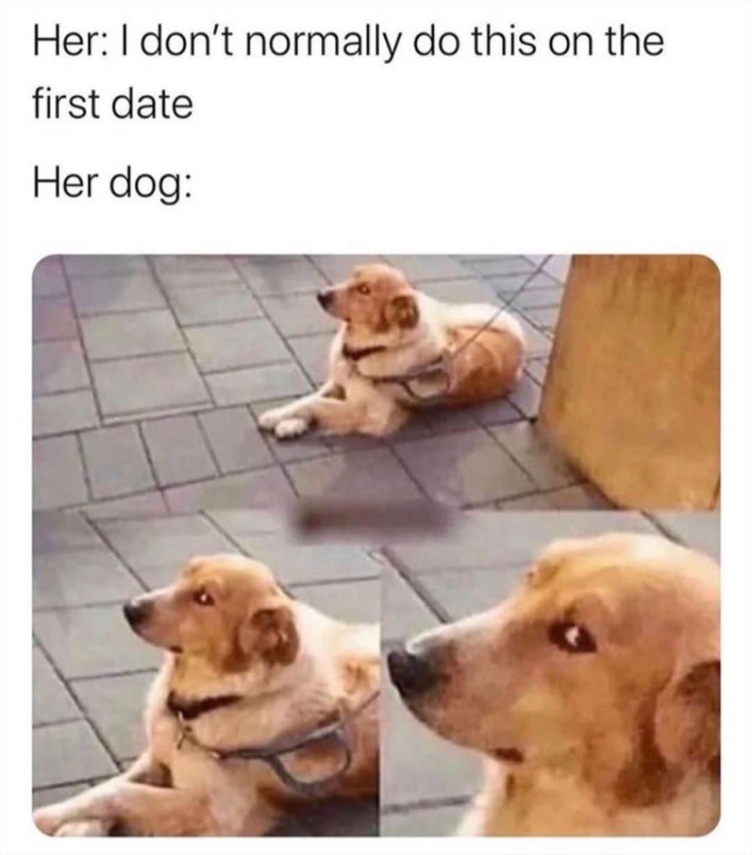 Dogs know everything - meme