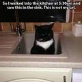 Cat in a sink