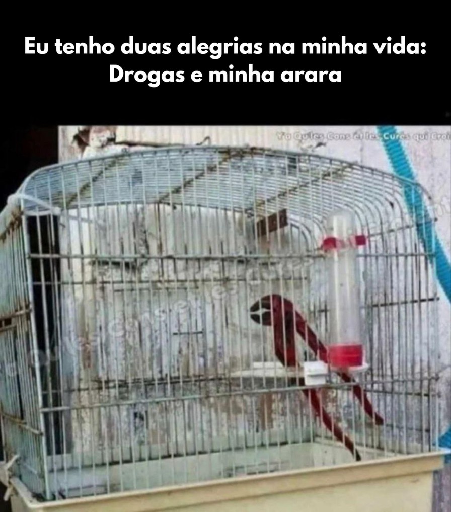 Amo minha arara. - meme