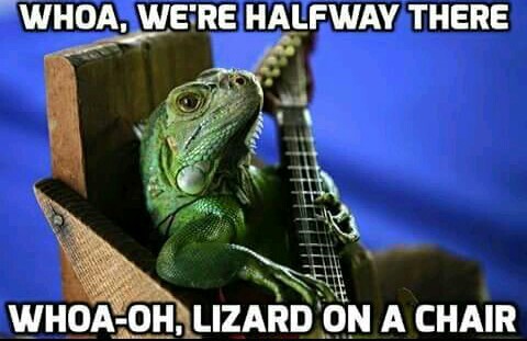 fourth comments a lizard - meme